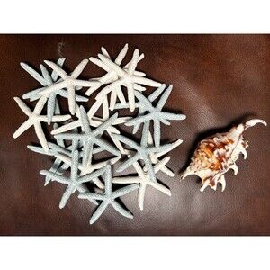 Starfish & Conch Coastal Decor Set of 20 Starfish Blue & Off White 1 Conch Beach
